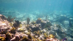 Hawlsnest Reef